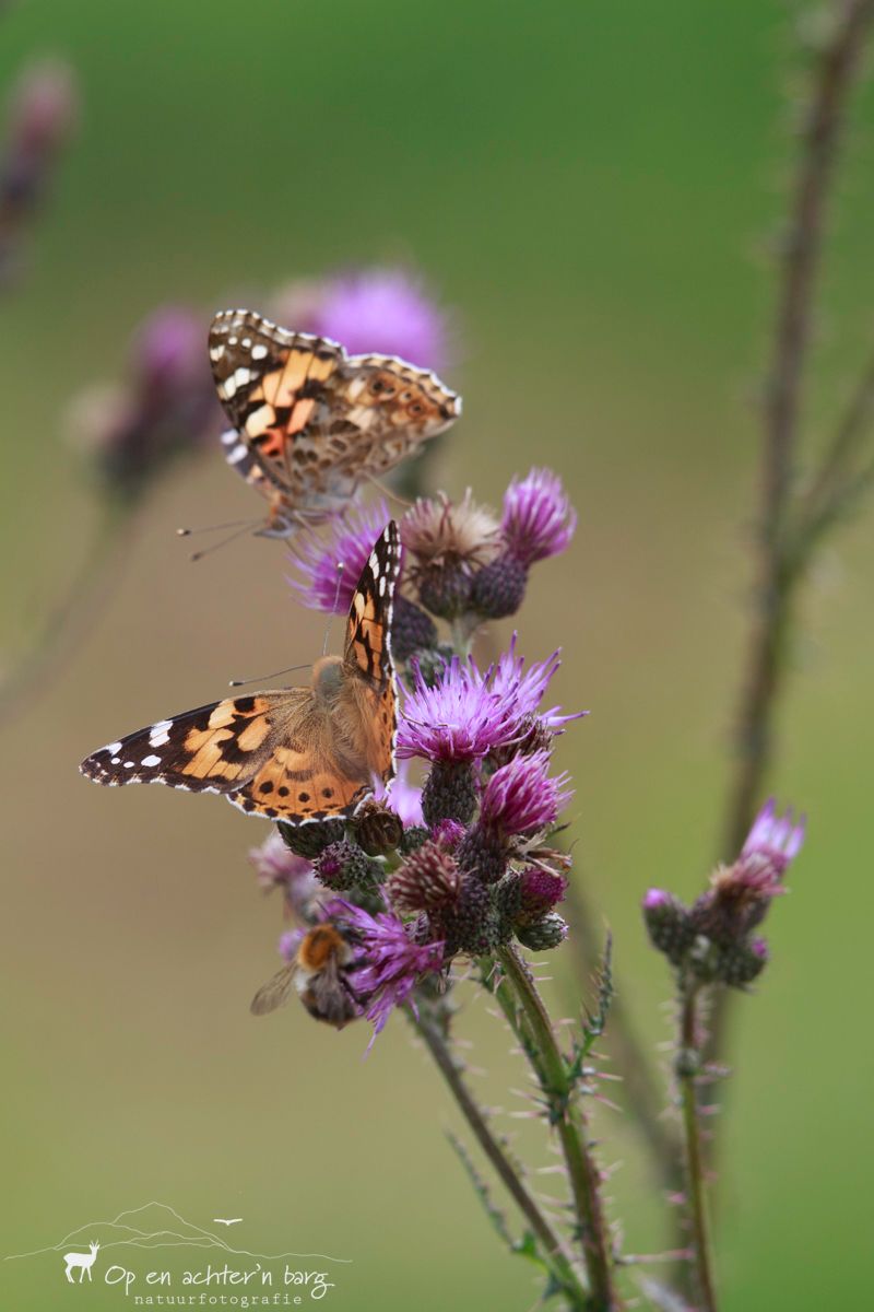 vlinders op distelplant