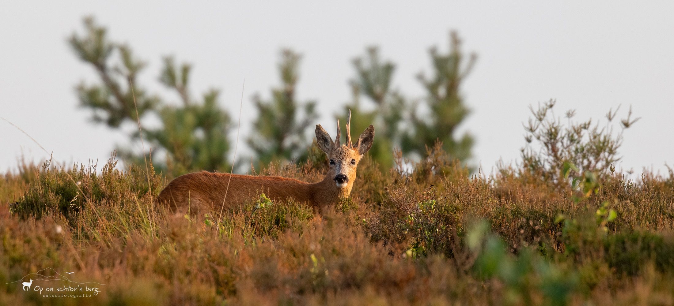 Reebok tussen de heide