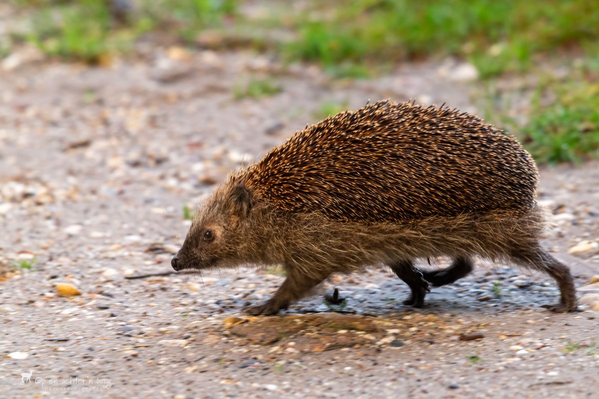 Egel steekt pad over