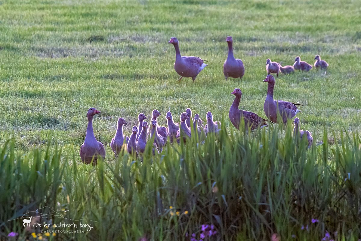 familie gans