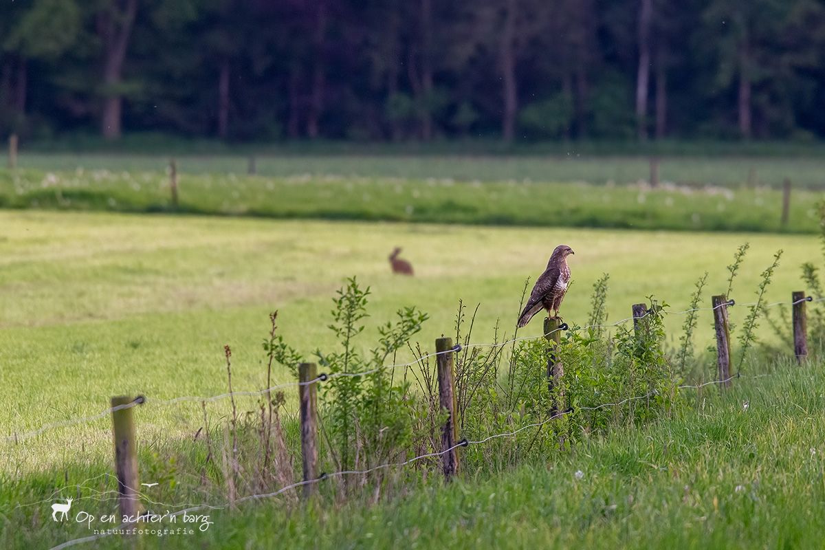 buizerd op weidepaal