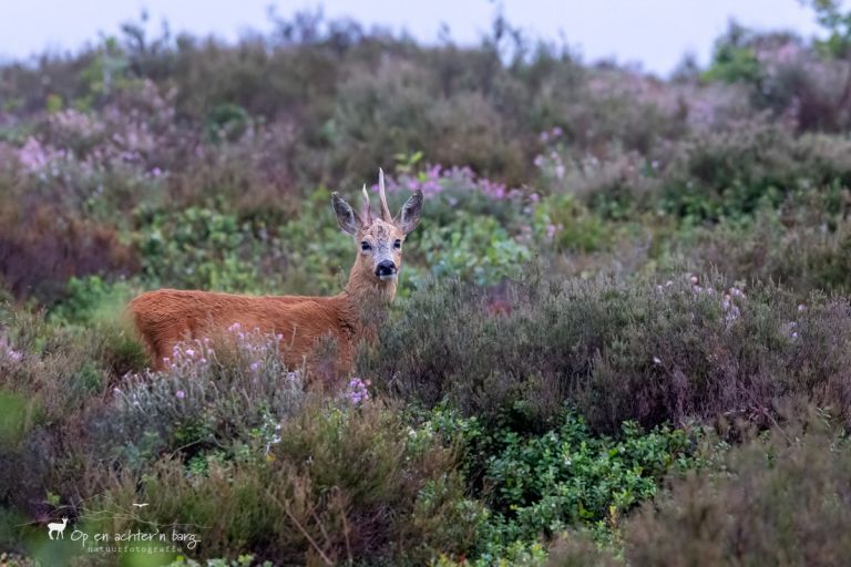 reebok in de heide