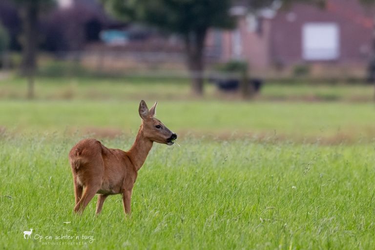 reegeit op de weide