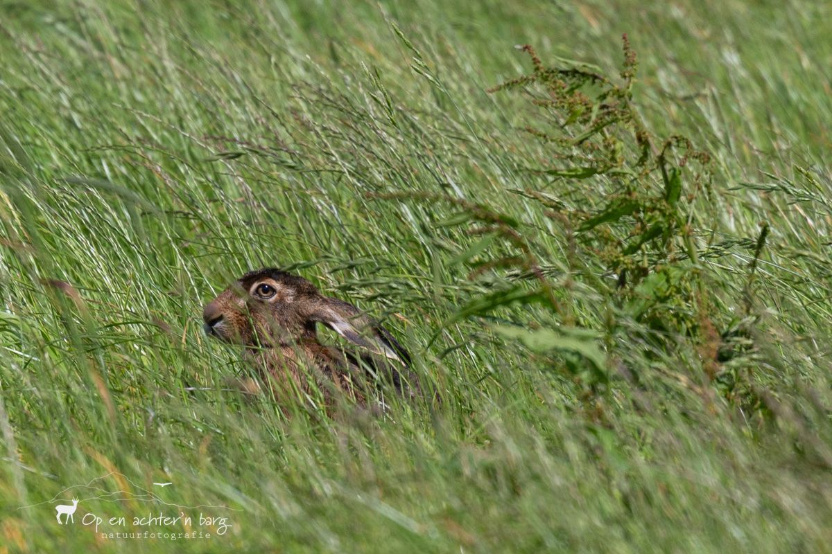 Haas in het gras