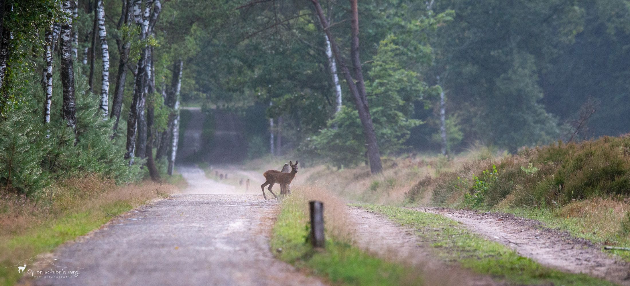 reekals steekt zandpad over