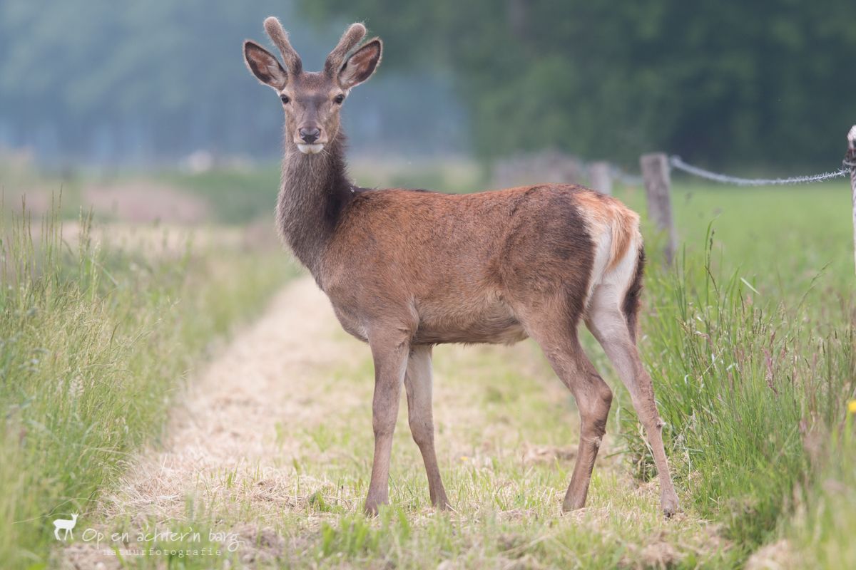 Edelhert in weiland