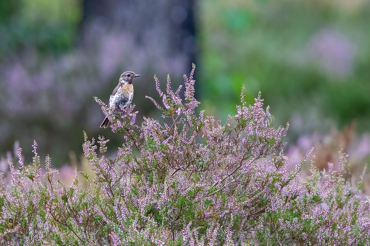 Buizerd in vlucht