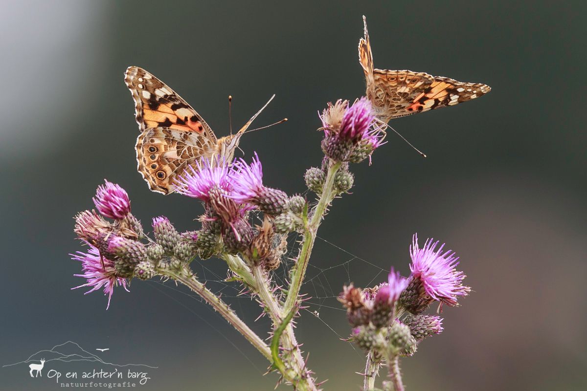 Vlinders op bloeiende distel