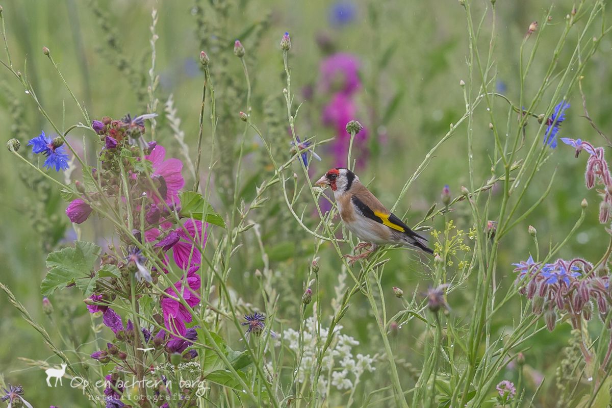 Jonge grote bonte specht